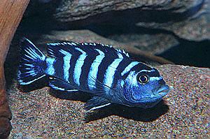 DEMASONI CICHLID XLG